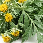 Wormwood